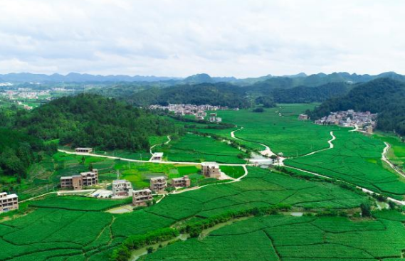 贵州省黔南布依族苗族自治州长顺县核子村,连片的茭白等待收获(7月6日