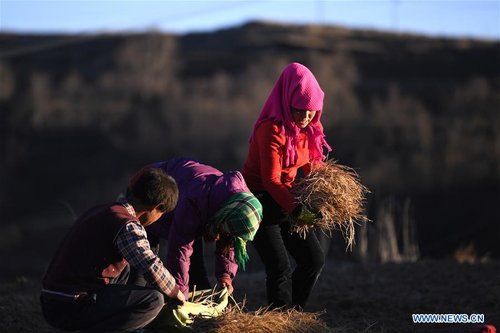 Farmers Benefit from Herb-planting in China's Gansu