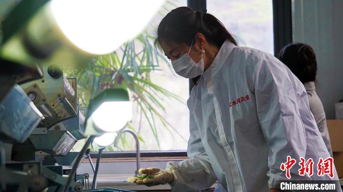 图为高燕观察机器炒茶的温度和色泽。　魏建军 摄