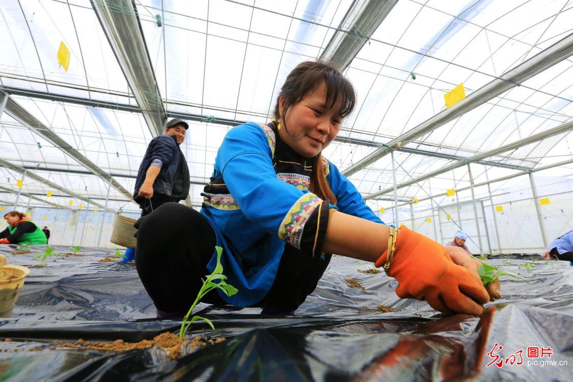 Farmers transplanting pepper seedlings in SW China's Guizhou