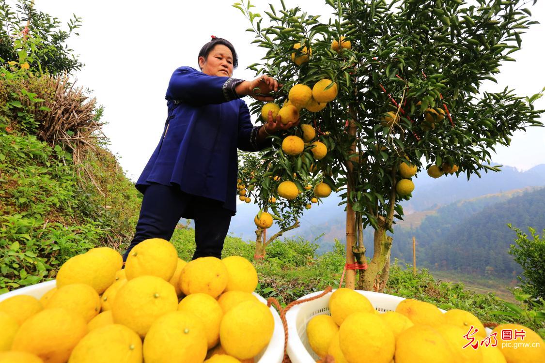 Golden Pomelos sweeten farmers’ life in SW China’s Guizhou