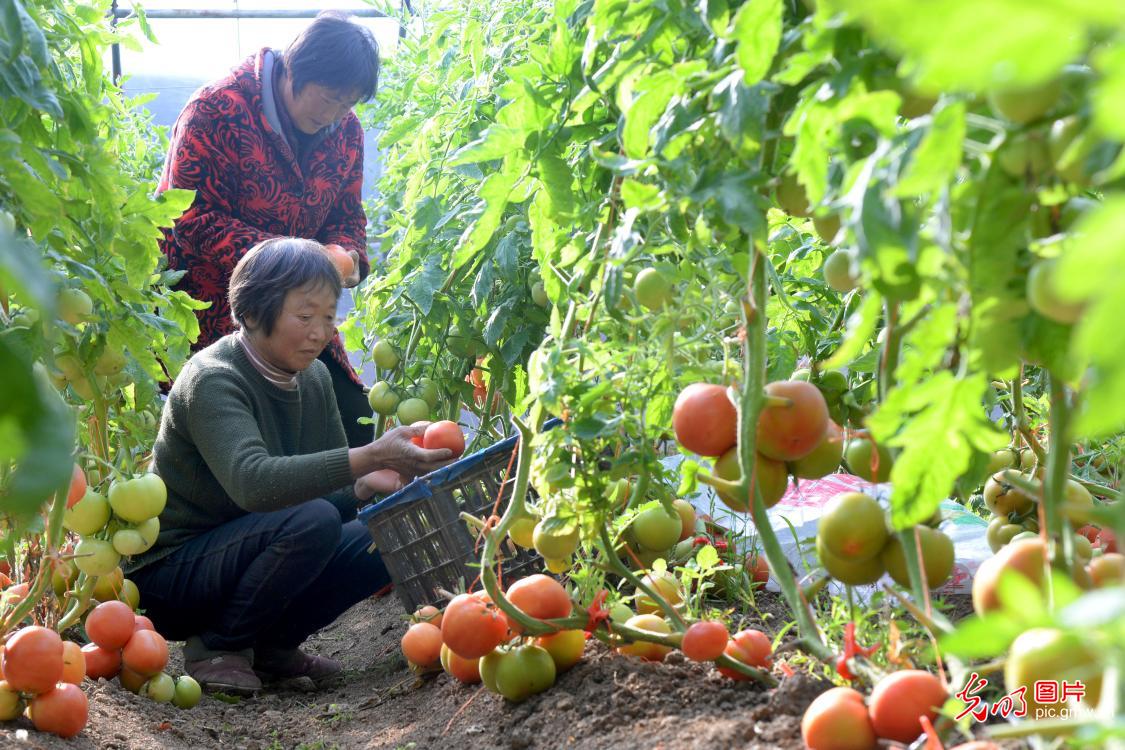 Tomato harvested at the greenhouse of E China's Anhui Province